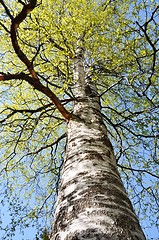 Image showing Under the birch tree