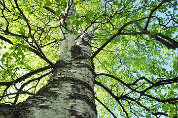 Image showing tree in spring