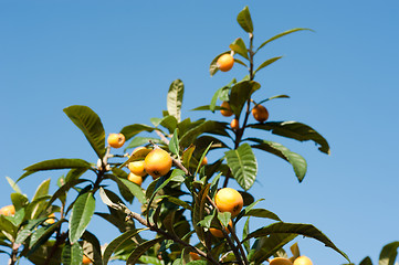 Image showing Loquat