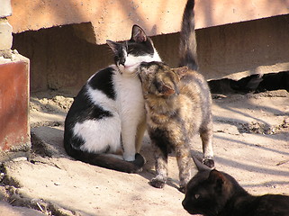 Image showing cats