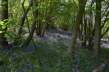 Image showing Woodland Bluebells