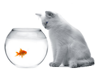 Image showing cat and a gold fish