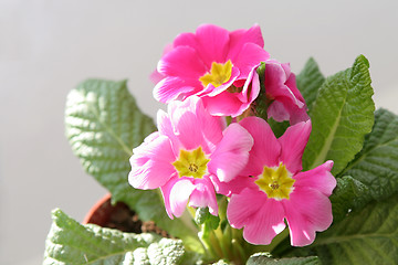 Image showing Primula