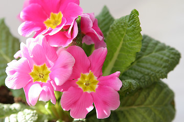 Image showing Primula