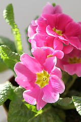 Image showing Primula