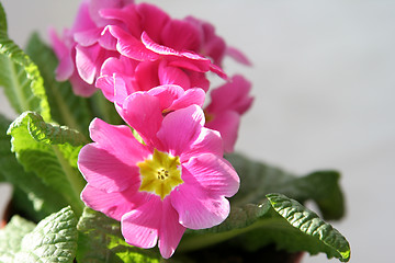 Image showing Primula