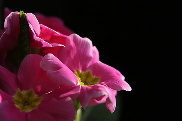 Image showing Primula