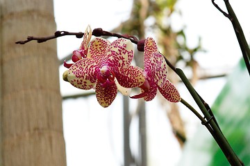 Image showing Spotted orchid flowers on a curved branch