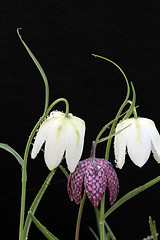 Image showing three lilies