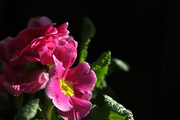 Image showing Primula