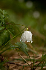 Image showing wood anemone