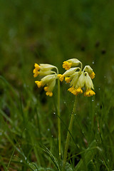 Image showing Primula veris