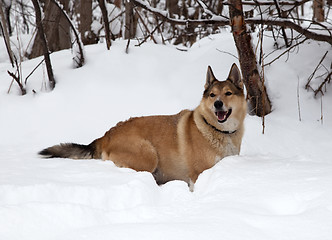 Image showing Hunting dog. Winter