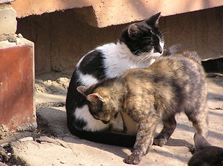 Image showing cats