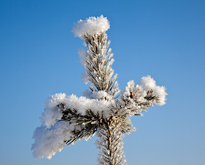 Image showing branch of a tree in snow crystals