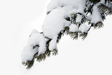 Image showing pine branch with snow