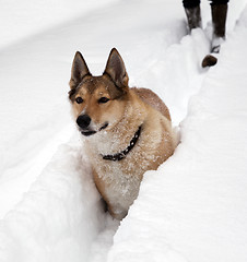 Image showing Hunting dog. Winter