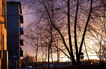 Image showing Spreading tree with no leaves at sunset