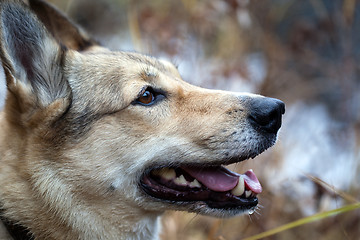 Image showing Husky dog smiles