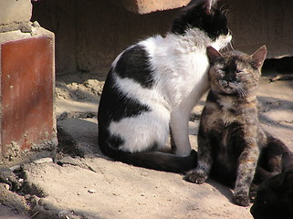 Image showing cats