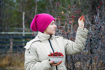 Image showing A girl collects briar