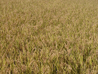 Image showing Autumn rice field texture