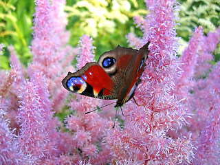 Image showing beautiful butterfly