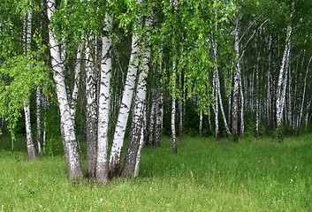 Image showing birch trees in a summer forest