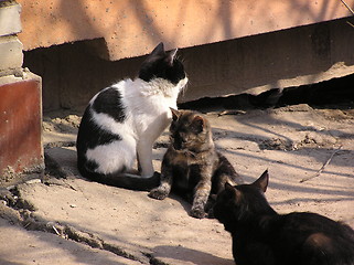 Image showing cats