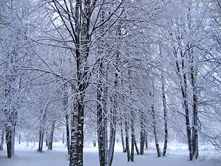 Image showing winter trees