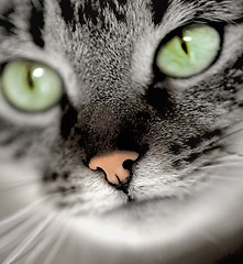 Image showing green-eyed cat