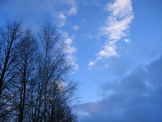 Image showing trees on a sky background