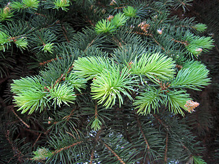 Image showing pine branches with young runaways