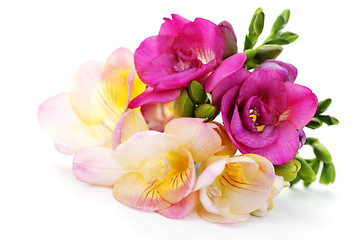 Image showing freesia flowers