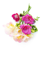 Image showing freesia flowers