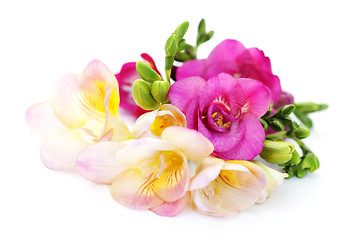 Image showing freesia flowers