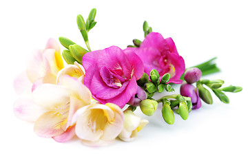 Image showing freesia flowers