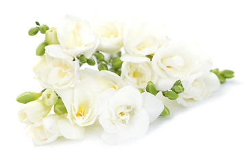 Image showing freesia flowers