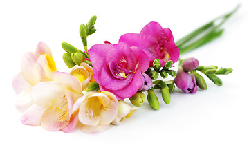 Image showing freesia flowers