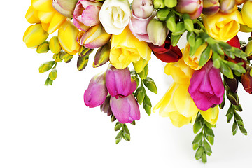 Image showing freesia flowers