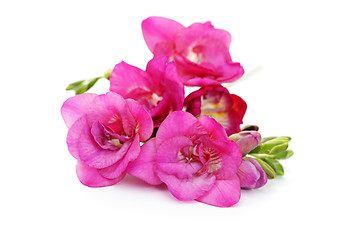 Image showing freesia flowers