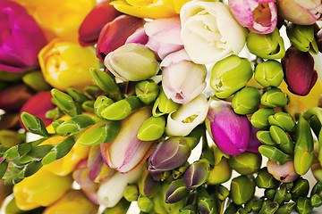 Image showing freesia flowers