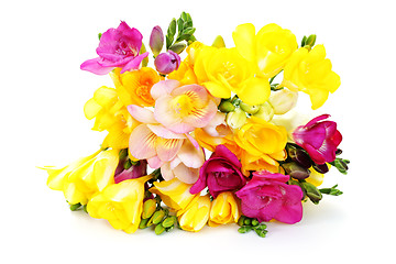 Image showing freesia flowers