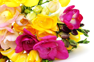 Image showing freesia flowers