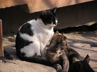 Image showing cats