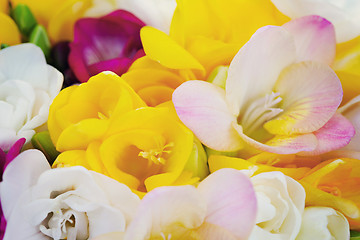 Image showing freesia flowers