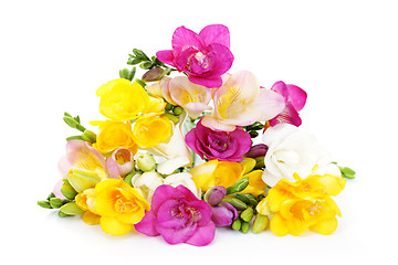 Image showing freesia flowers