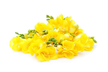 Image showing freesia flowers