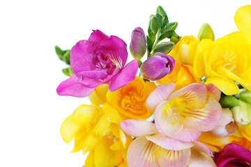 Image showing freesia flowers