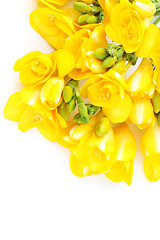 Image showing freesia flowers